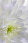USA- Washington State- Seabeck. Chrysanthemum blossom close-up. Art Print
